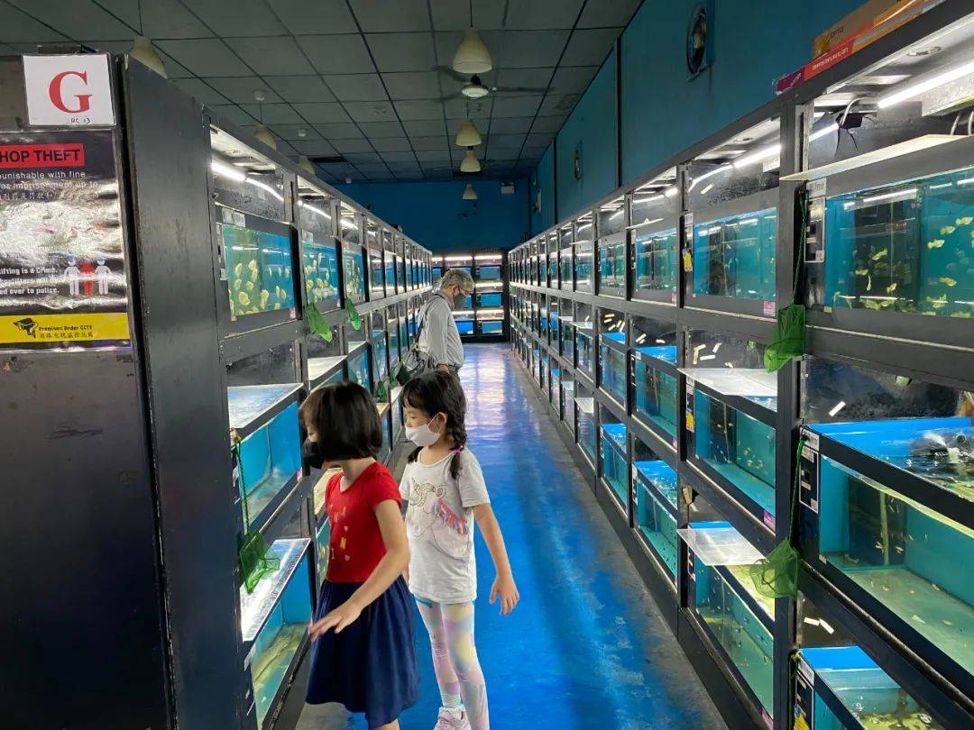 餵羊、擠奶、了解青蛙生長過程,新加坡的農場這麽牛