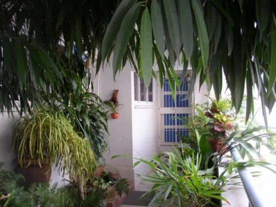 快過年了，竟有人在新加坡組屋走廊開“養雞場”，30只好熱鬧