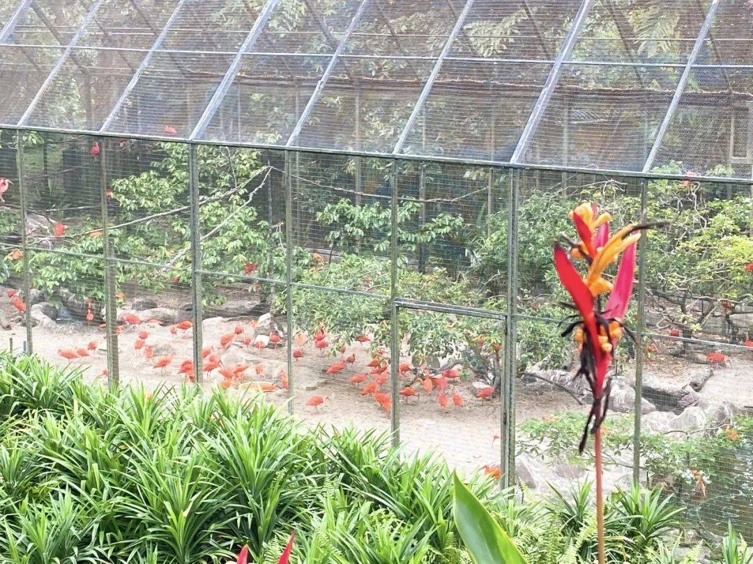 免費送票!帶倆娃嗨翻亞洲最大飛禽園,400多種5000多只鳥,一路驚喜不斷