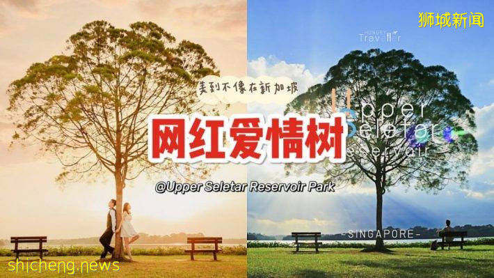 新加坡網紅樹@Upper Seletar Reservoir Park,對稱感美景,隨手一拍都是大片