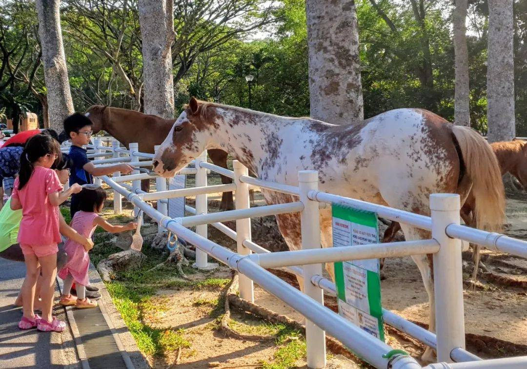 新加坡最好玩的海灘公園!趕海、騎馬、劃艇、樹籬迷宮、燒烤露營,超適合家庭出遊