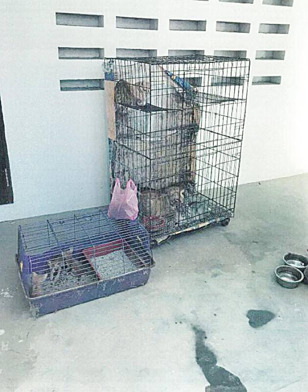 飼養多年一夜丟光 女郎棄16貓 罰1.6萬