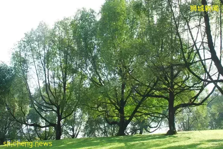 新加坡大树又双叒叕倒了!险砸5岁女孩,家长一定要注意