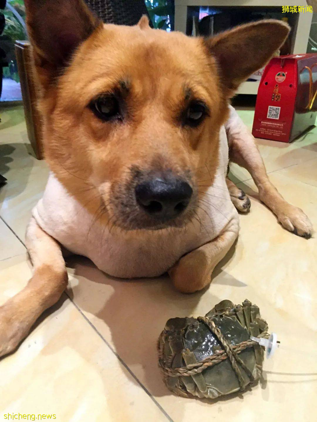 “我最亲爱的四喜走了,带走了我在新加坡16年的青春和回忆...”