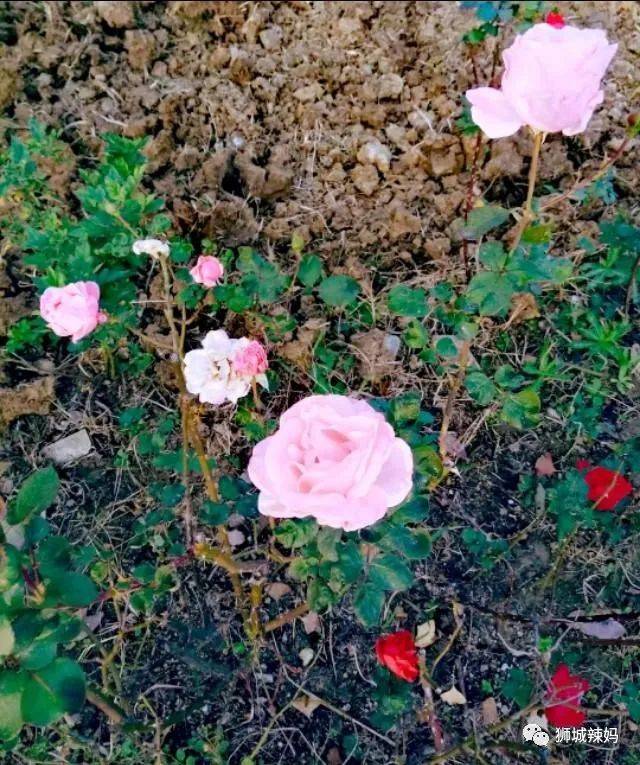 我離婚了，我破産了，我拿到PR...2020，我們的無奈與勇敢