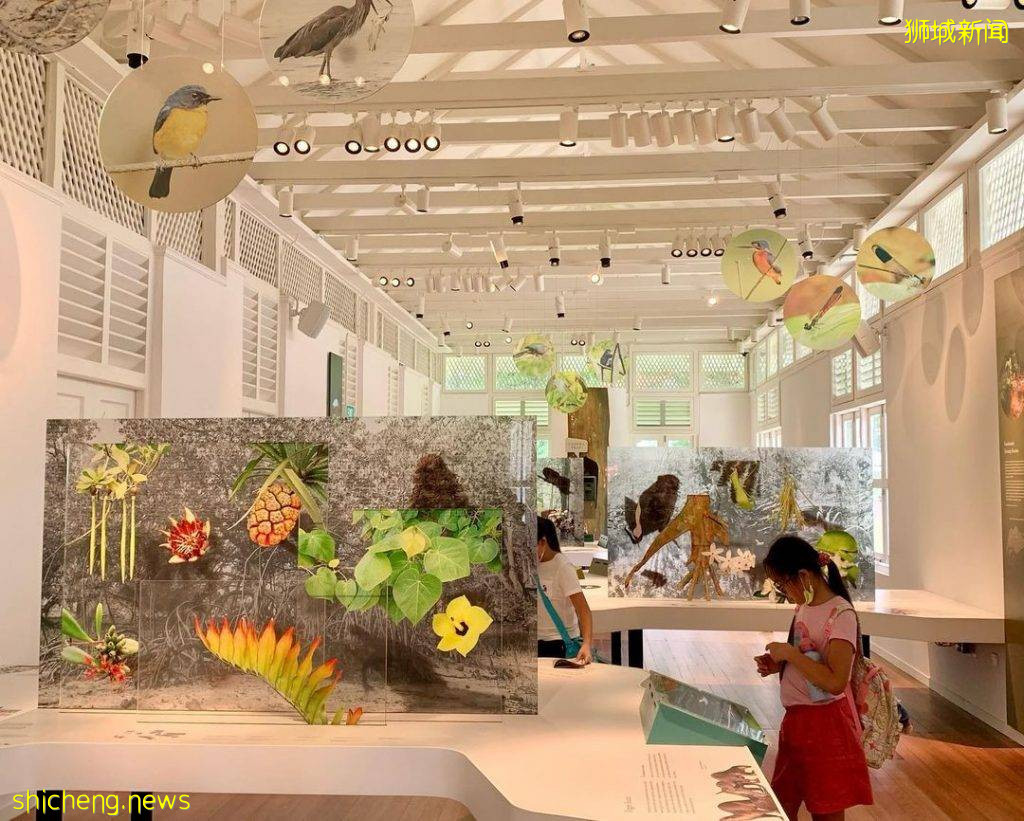 植物園Gallop Extension攻略🌳山脊小徑+戶外遊樂設施+森林探秘館+藝術畫廊、走進大自然