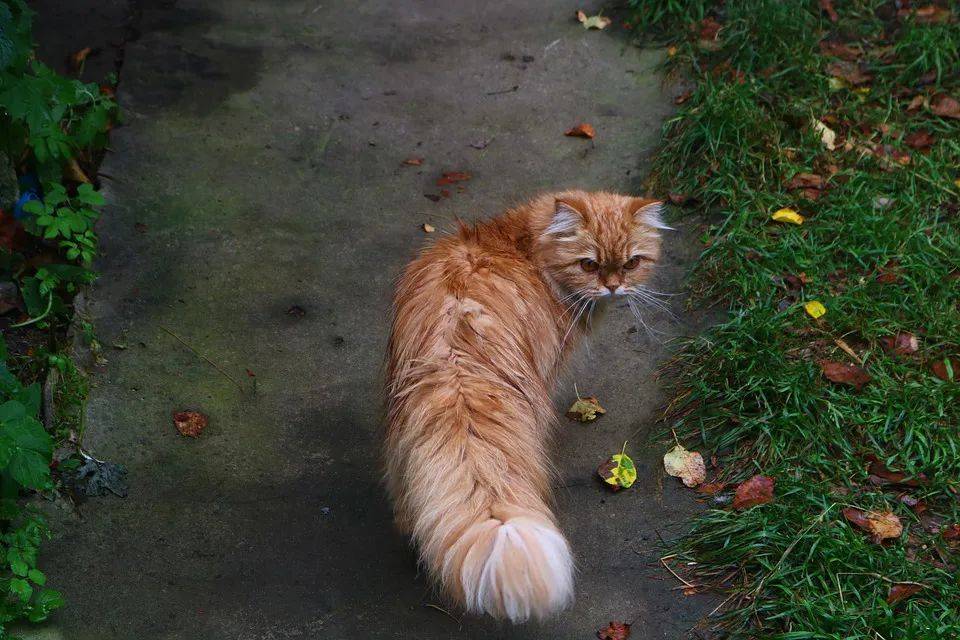 连续暴雨多天，终于在新加坡看到了黄河