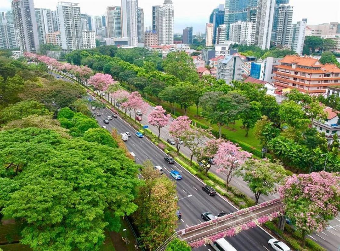 新加坡没有四季　却有胜似樱花的灿烂花季