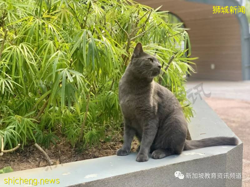 留學在外，也有家的溫暖 ——新加坡南洋理工大學（NTU）宿舍介紹