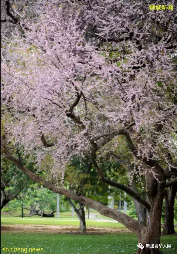 賞花季到啦！全島各地重現“新加坡櫻花”景象！還去日本賞什麽櫻花