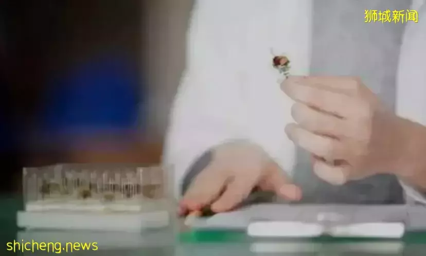 新加坡会鼓励当地人吃虫子吗？理由：本地缺蛋白质