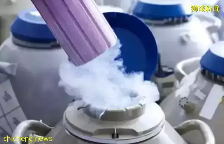 新加坡女性年轻时找不到合适的伴侣!别慌!卵子先“冻藏”