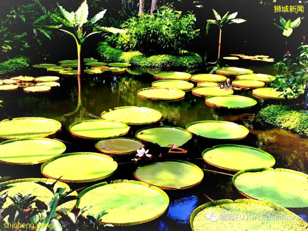 跟着小筠去游“新马”——新加坡吃喝玩乐(中篇)