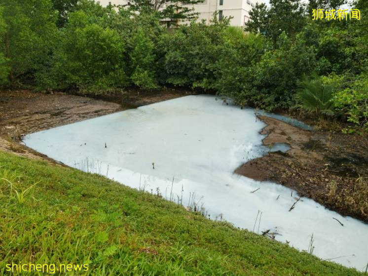 新加坡惊现牛奶河,PUB和NEA联合调查