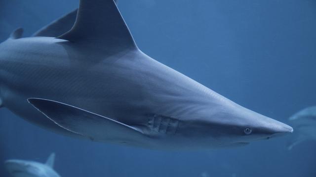 新加坡10天深度自由行，感受世界最嚴法律下的四大種族交融之地3