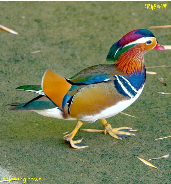 手持長槍短炮、無視安全距離，新加坡這群“瘋子”爲誰發瘋？命都不要了