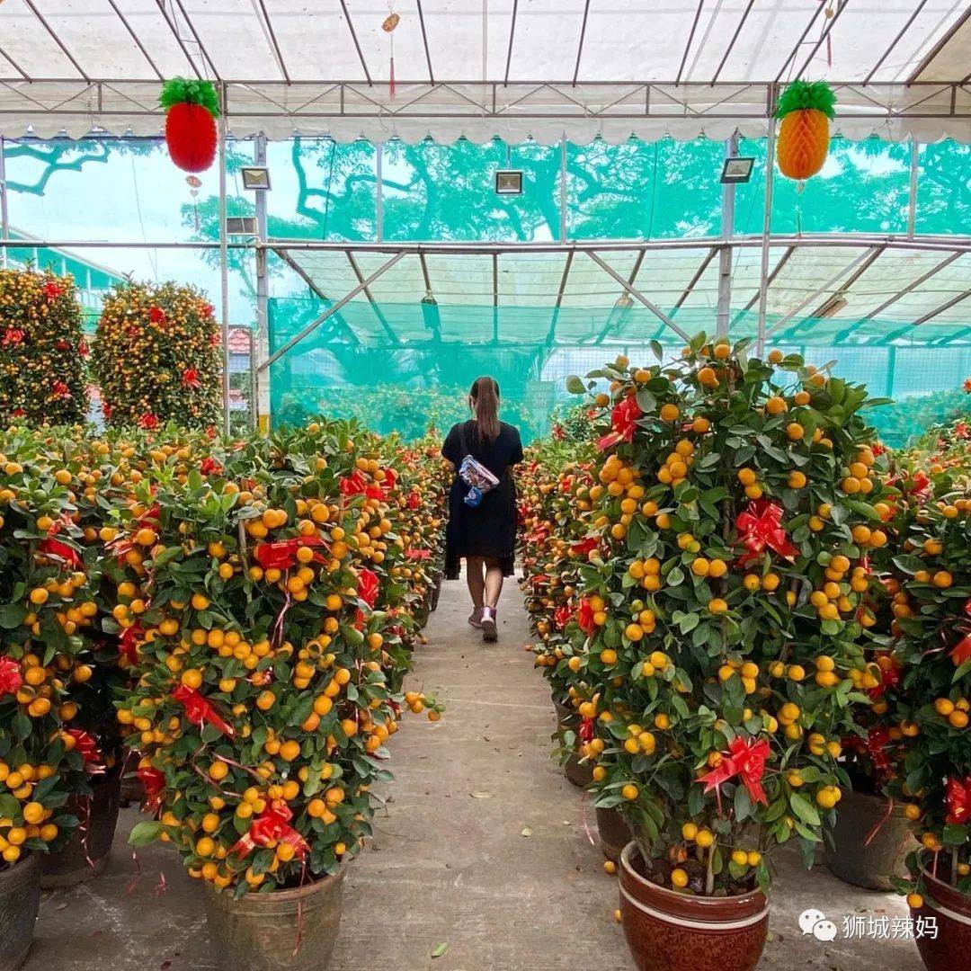 新加坡最大最好逛的花市,1000+花卉,新年必入好运连连