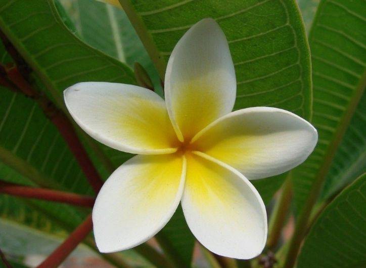 快看!新加坡到处都开花了,一大波美图刷屏