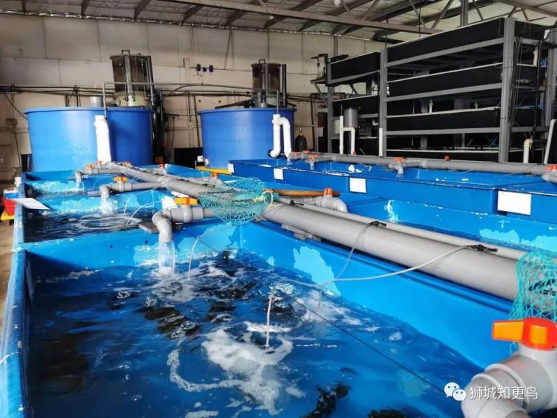 新加坡海鲜市场大盘点