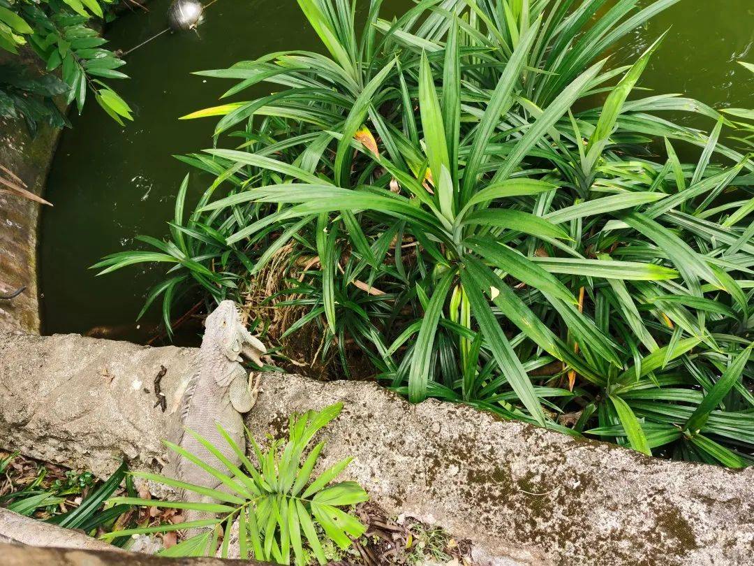 免費送票!帶倆娃嗨翻亞洲最大飛禽園,400多種5000多只鳥,一路驚喜不斷