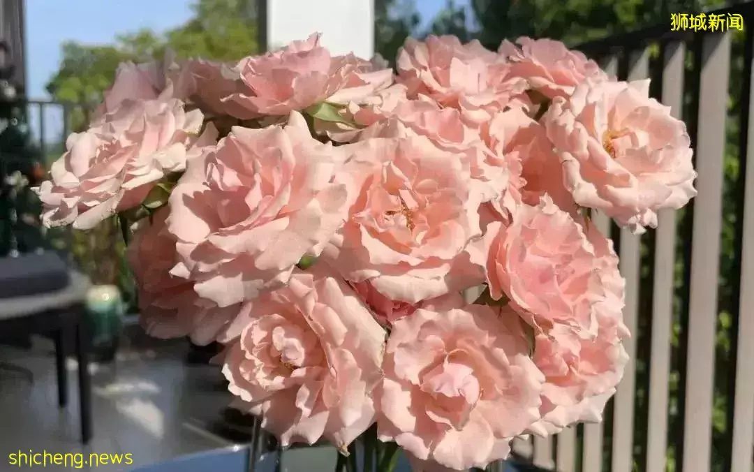 鮮花在熱帶也能養1個月？資深花友新加坡買花、養護大揭秘