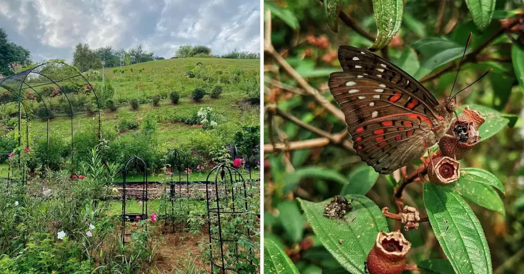 藏在组屋区里的宝藏公园,北部鲜为人知的遛娃好去处