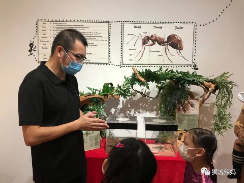 亞洲第一的螞蟻博物館居然在新加坡