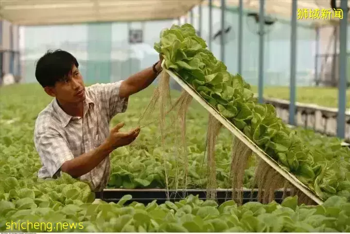 新加坡农业大玩创新:有限资源产出无限可能