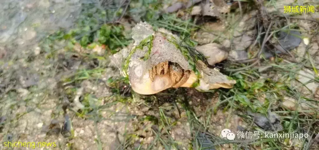 新加坡“趕海”全攻略!遇見了這麽多神奇的生物