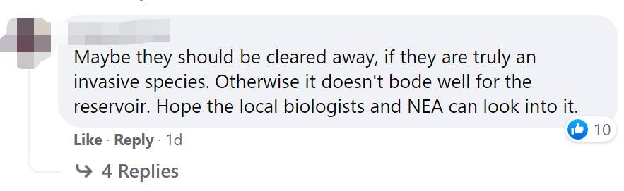惊!新加坡蓄水池旁出现大量粉色生物……慎点
