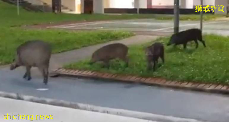 解封首个周末奇葩事件！温泉轮流泡脚10分钟、野猪野鸡也疯狂