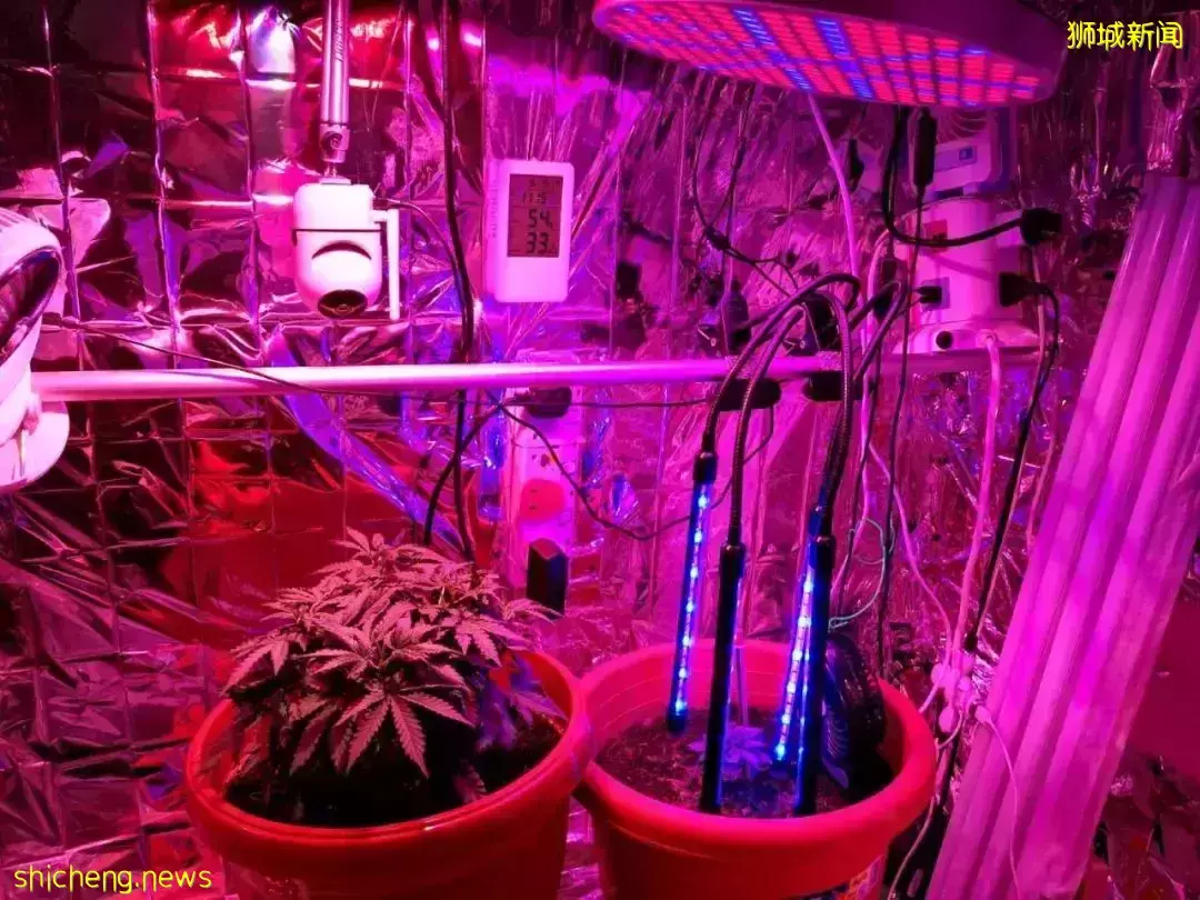 李顯龍總理：不會將毒品合法化 ！多國毒販被鞭刑、處死，求情被拒！新加坡毒販曾弑母殺女