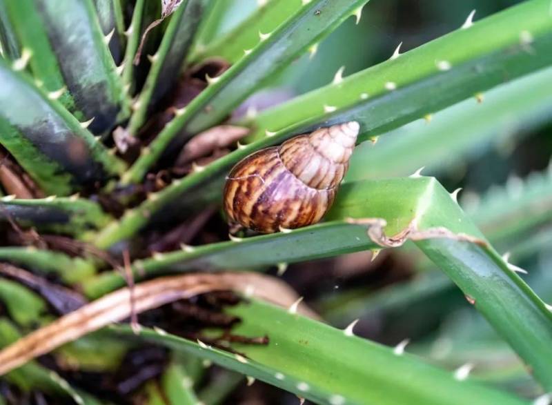 新加坡雙溪部落濕地（Sungei Buloh Wetland Reserve)