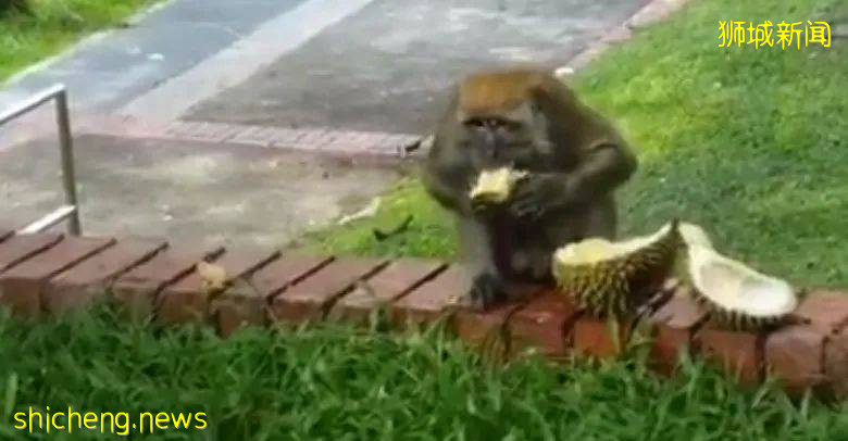 猴子不吃香蕉竟然爱吃榴梿！捡榴梿是犯法的,它怎么开的，它怎么咬的