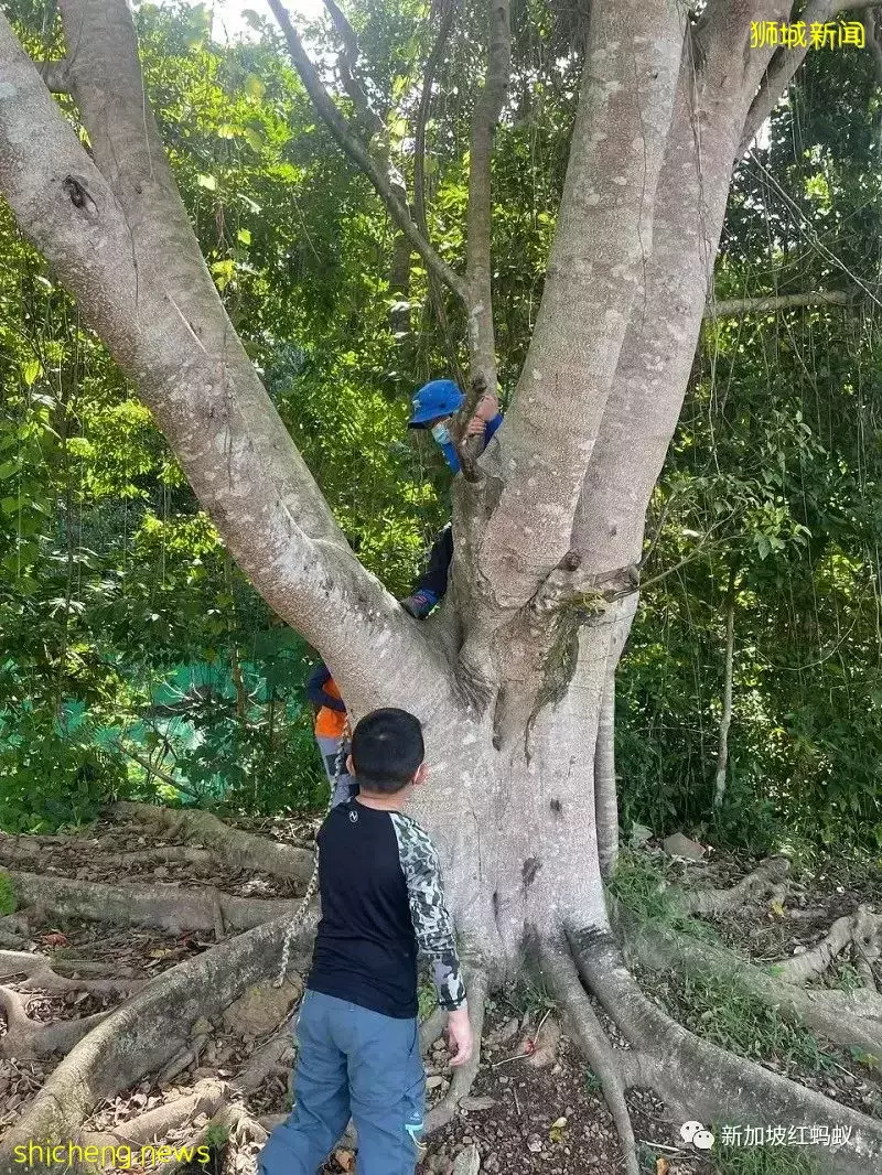 周末不上補習班　越來越多新加坡家長讓孩子到戶外學爬樹和砍柴