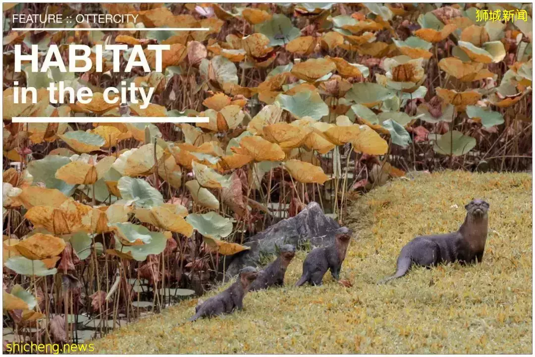 在新加坡，你見過熱戀中的水獺嗎