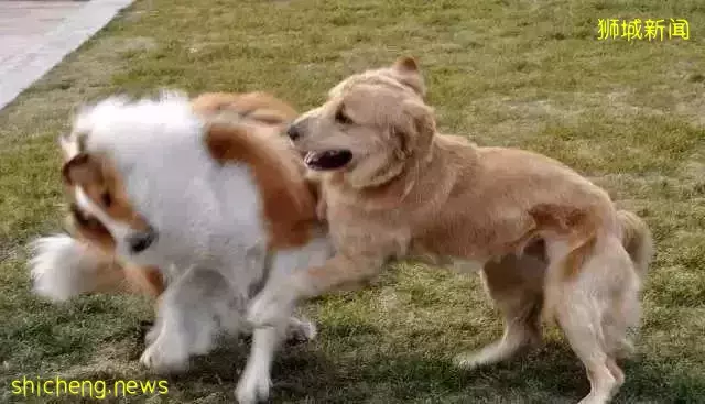 破纪录!这对夫妻在新加坡被罚115万新币!这25件事一定不能做,违法罚钱