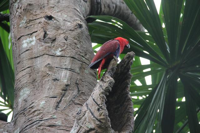 世界十大动物园之一：新加坡动物园，确实不一样