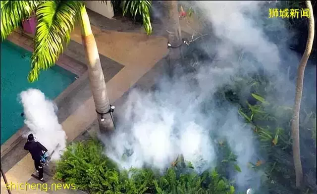 发达的新加坡，竟然随处可见小动物！新加坡冷知识（精选集）