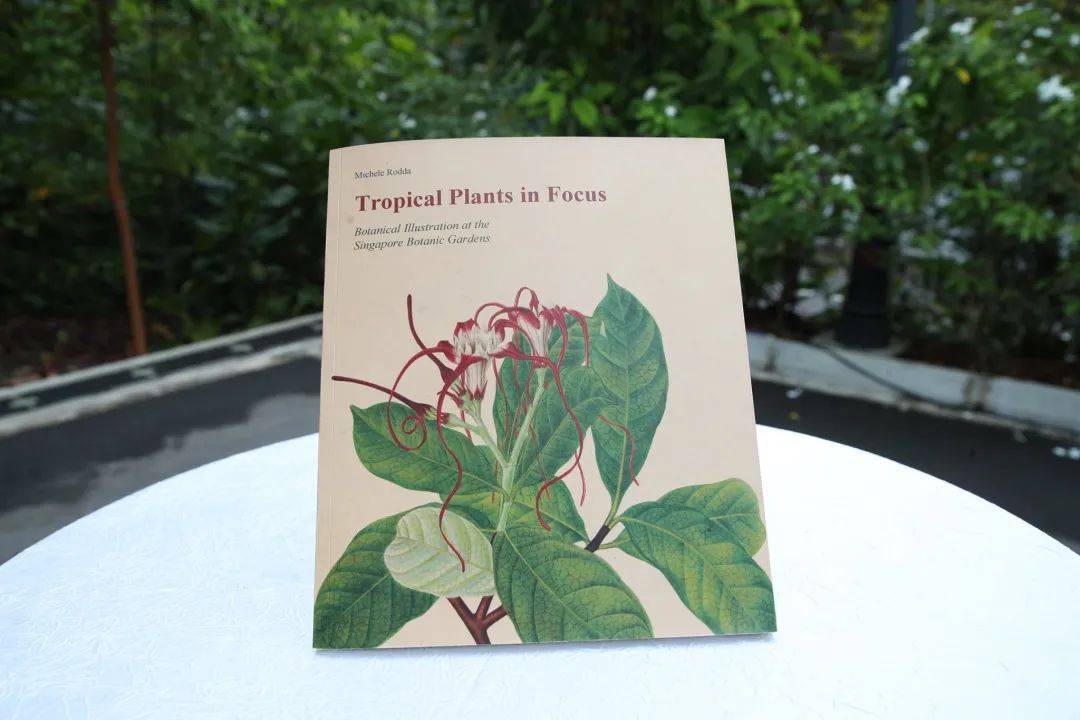 溜娃新去處!新加坡植物園推出新景點!COMO小樹林、巨型波羅蜜、探秘館、藝廊開放啦