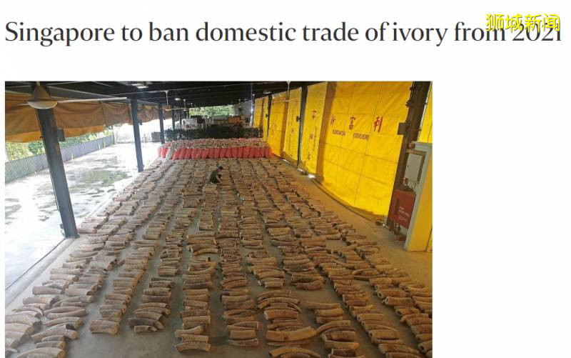 好樣的！新加坡銷毀9噸象牙，世界規模最大，全球直播