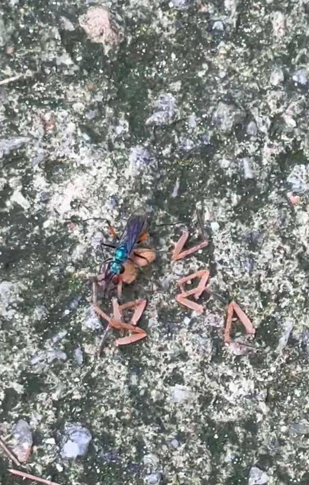 新加坡女子晨跑目擊驚悚場景 蜘蛛慘遭黃蜂截肢 軀幹淪爲幼蜂食物