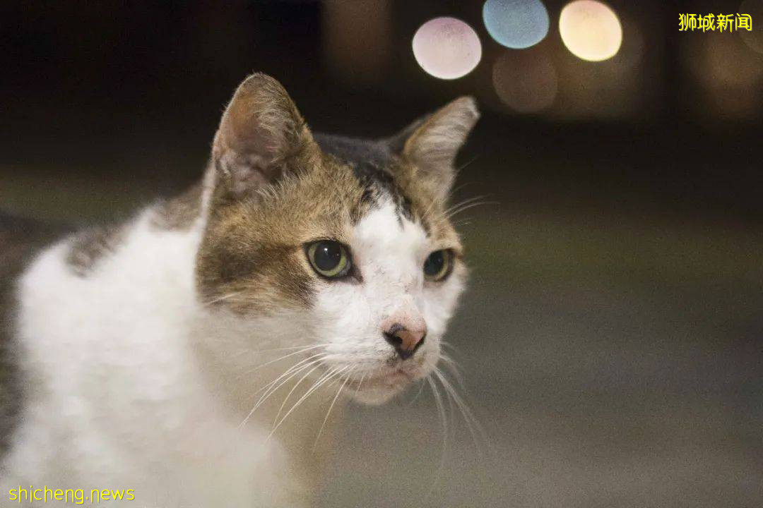 《南洋理工大學撸貓指南》