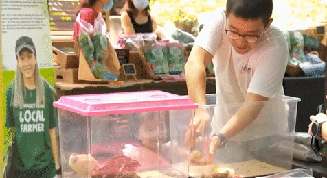 抓青蛙、喂小鸡、摸鹌鹑、喝羊奶、做手工…克兰芝农夫市集又回来啦