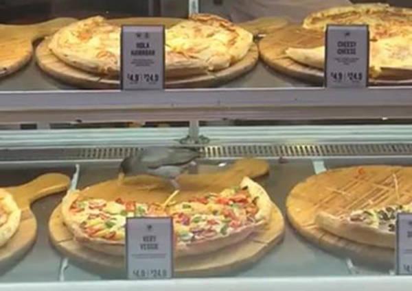 橱柜未盖上 八哥偷吃披萨 全店消毒