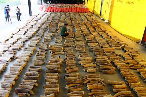 起获穿山甲鳞片和象牙 狮城最大宗！市值上亿