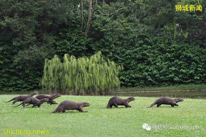 7只水獺在新加坡總統府呆了6天!