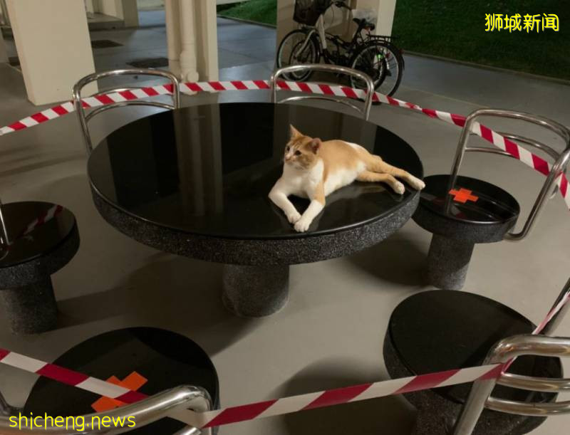 解封後，新加坡有“一對情侶”在馬路上沒戴口罩，公然擁抱!