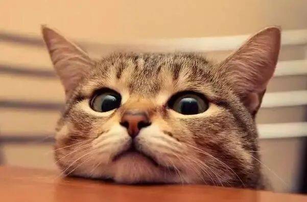 如何從新加坡帶寵物回中國？鏟屎官回國最全攻略！必須收藏