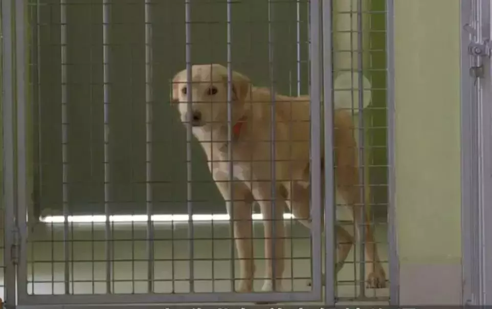 狗兒領養和訓練新標准來啦,新加坡想要養寵物可不是那麽隨便的事兒